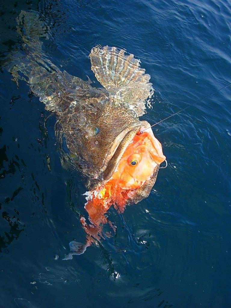 A fish attempting to eat a caught fish, the caught fish is on a fishing line in the water and is orange in color. The fish attempting to eat it is mostly in of the water, and is a grey-brown in color